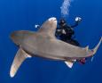 scuba diver photographs shark up-close