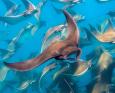 A mobula ray gets close to the camera