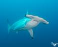 hammerhead shark in cocos island