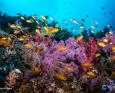 colorful reefscape bohol