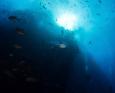 diver photographing school of yellowfin tuna socorro