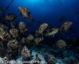 thousands of groupers congregate in Fakarava for the annual grouper spawning