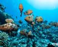 groupers congregate during grouper spawning season