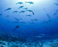 hundreds of sharks congregate in fakarava