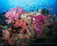 Vibrant corals underwater in Fiji