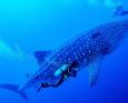 A diver swims alongside a whale shark