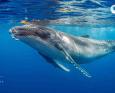 humpback whale at the surface of the ocean in moorea