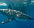 A large great white shark swims past divers in a cage