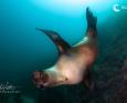 A sea lion summersaults underwater