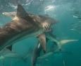 Sharks swarm during the sardine run