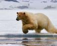 A polar bear pounces on its prey