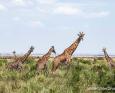 A heard of giraffes stand tall above the grass