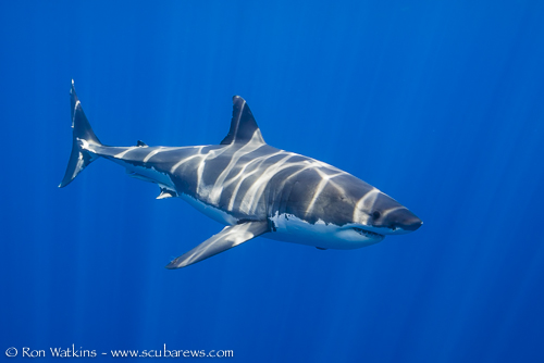 Diving in Guadalupe Island - Bluewater Dive Travel